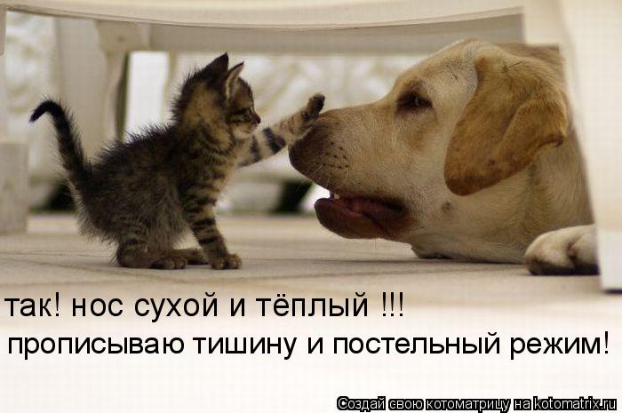Котоматрица: прописываю тишину и постельный режим! так! нос сухой и тёплый !!!