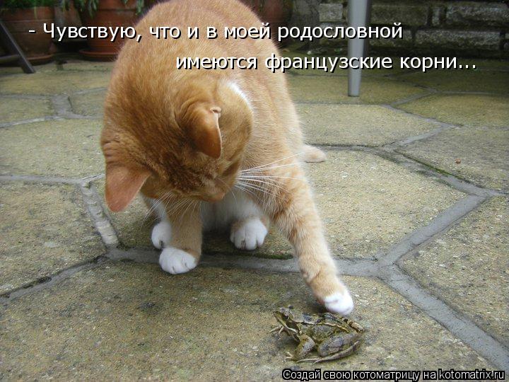 - Чувствую, что и в моей родословной имеются французские корни...... Котоматрица: - Чувствую, что и в моей родословной имеются французские корни...