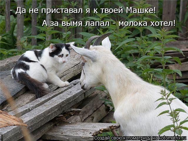 А за вымя лапал - молока хотел! - Да не приставал я к твоей Машке!... Котоматрица: А за вымя лапал - молока хотел! - Да не приставал я к твоей Машке!