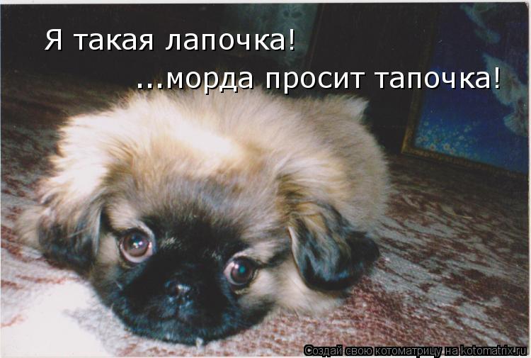 ...морда просит тапочка! Я такая лапочка!... Котоматрица: ...морда просит тапочка! Я такая лапочка!