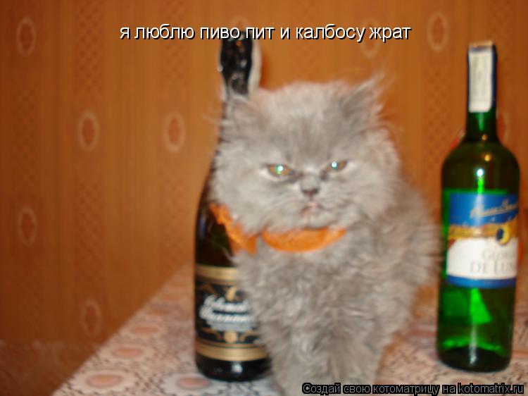 я люблю пиво пит и калбосу жрат... Котоматрица: я люблю пиво пит и калбосу жрат