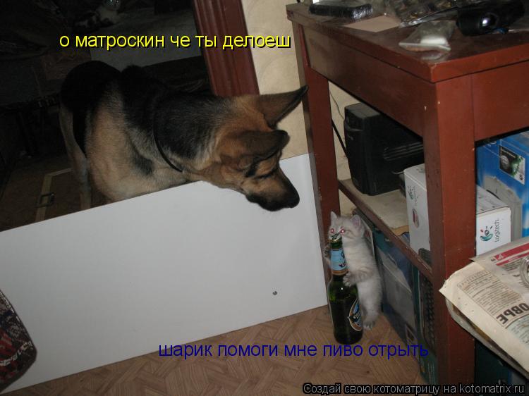 о матроскин че ты делоеш шарик помоги мне пиво отрыть... Котоматрица: о матроскин че ты делоеш шарик помоги мне пиво отрыть