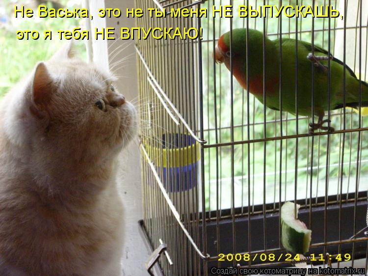 Не Васька, это не ты меня НЕ ВЫПУСКАШЬ, это я тебя НЕ ВПУСКАЮ!... Котоматрица: Не Васька, это не ты меня НЕ ВЫПУСКАШЬ, это я тебя НЕ ВПУСКАЮ!