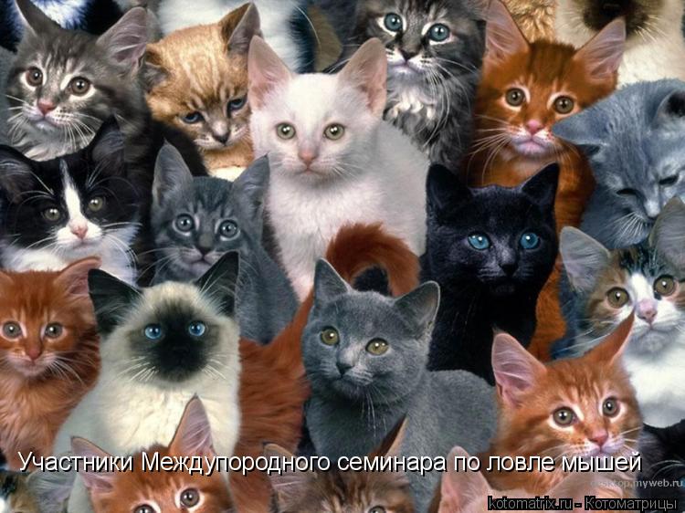 Участники Междупородного семинара по ловле мышей... Котоматрица: Участники Междупородного семинара по ловле мышей