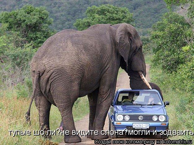 тупые шо ли?не видите слона?могли и зодваить... Котоматрица: тупые шо ли?не видите слона?могли и зодваить
