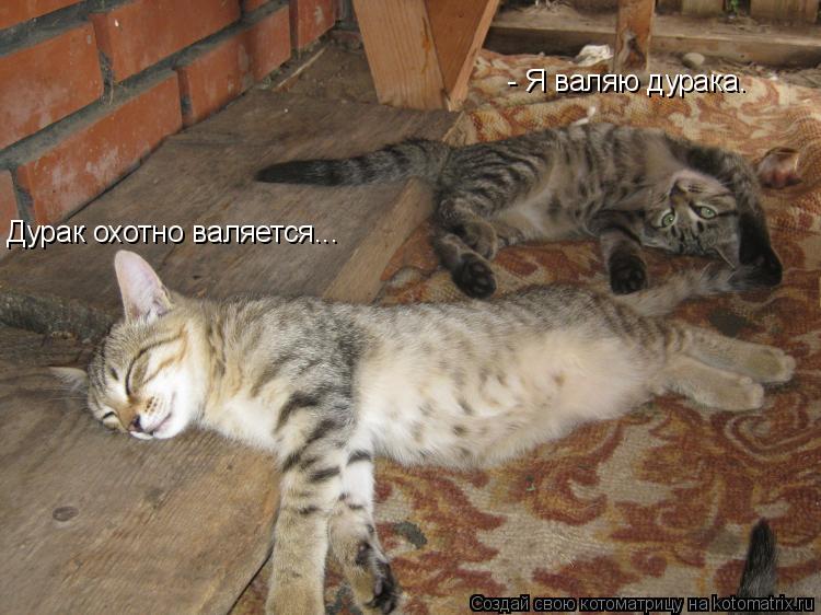 - Я валяю дурака. Дурак охотно валяется...... Котоматрица: - Я валяю дурака. Дурак охотно валяется...