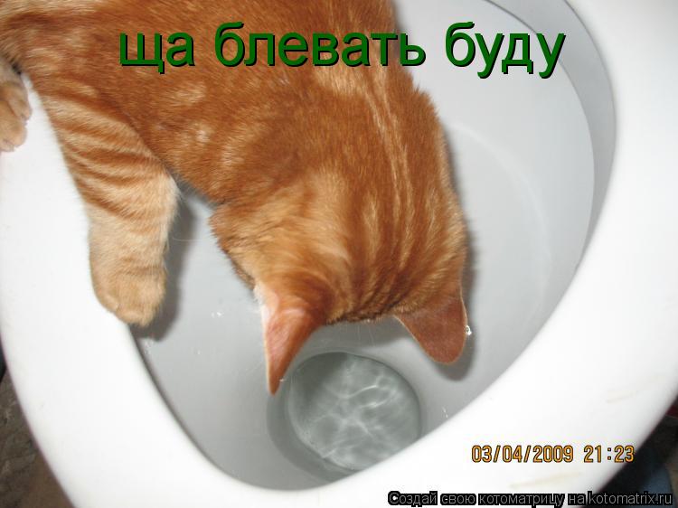 ща блевать буду... Котоматрица: ща блевать буду
