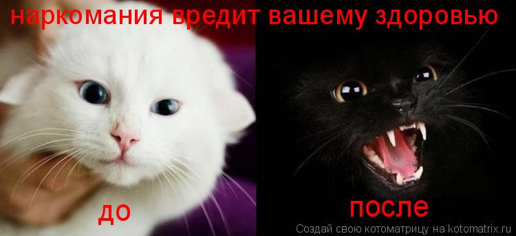 до после наркомания вредит вашему здоровью... Котоматрица: до после наркомания вредит вашему здоровью