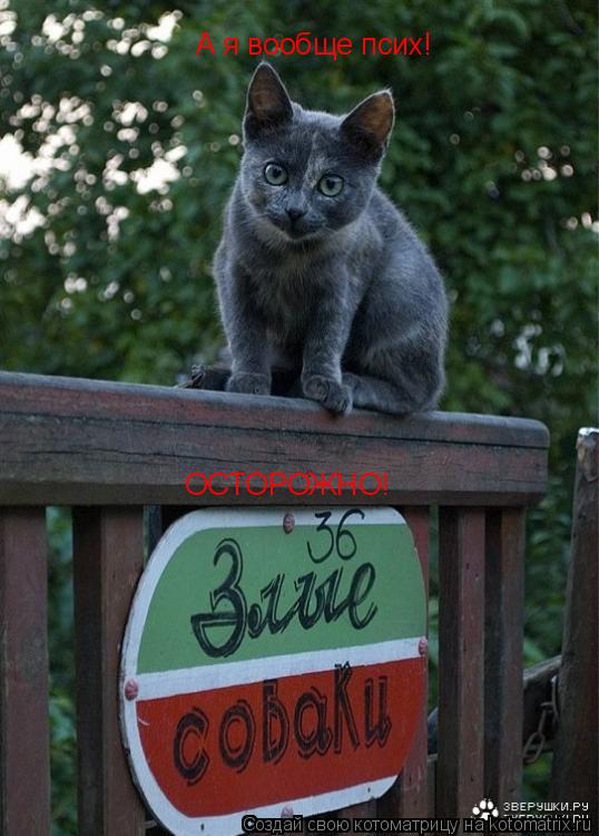ОСТОРОЖНО! А я вообще псих!... Котоматрица: ОСТОРОЖНО! А я вообще псих!