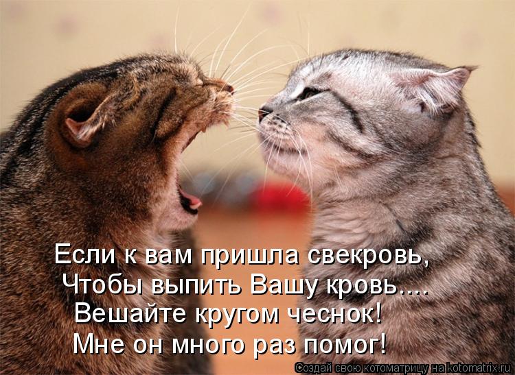 Если к вам пришла свекровь, Чтобы выпить Вашу кровь.... Вешайте кругом чеснок! Мне он много раз пом... Котоматрица: Если к вам пришла свекровь, Чтобы выпить Вашу кровь.... Вешайте кругом чеснок! Мне он много раз помог!