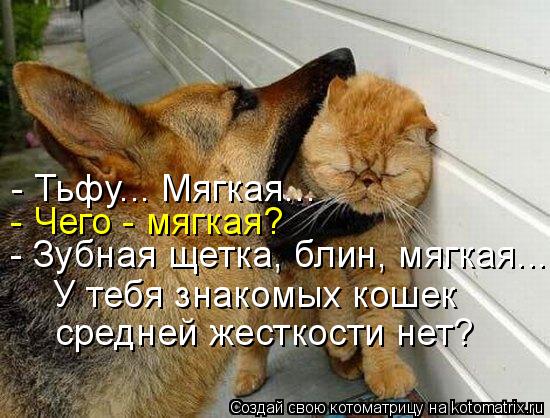 - Тьфу... Мягкая... - Чего - мягкая? - Зубная щетка, блин, мягкая... У тебя знакомых кошек средней же... Котоматрица: - Тьфу... Мягкая... - Чего - мягкая? - Зубная щетка, блин, мягкая... У тебя знакомых кошек средней жесткости нет?