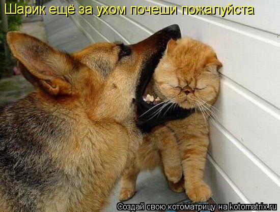 Шарик ещё за ухом почеши пожалуйста Шарик ещё за ухом почеши пожалуйста... Котоматрица: Шарик ещё за ухом почеши пожалуйста Шарик ещё за ухом почеши пожалуйста