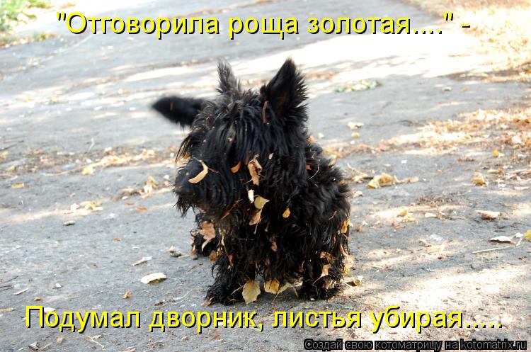 "Отговорила роща золотая...." - Подумал дворник, листья убирая........ Котоматрица: "Отговорила роща золотая...." - Подумал дворник, листья убирая.....