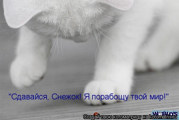 "Сдавайся, Снежок! Я порабощу твой мир!"... Котоматрица: "Сдавайся, Снежок! Я порабощу твой мир!"