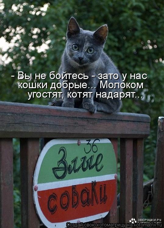 - Вы не бойтесь - зато у нас кошки добрые... Молоком угостят, котят надарят...... Котоматрица: - Вы не бойтесь - зато у нас кошки добрые... Молоком угостят, котят надарят...