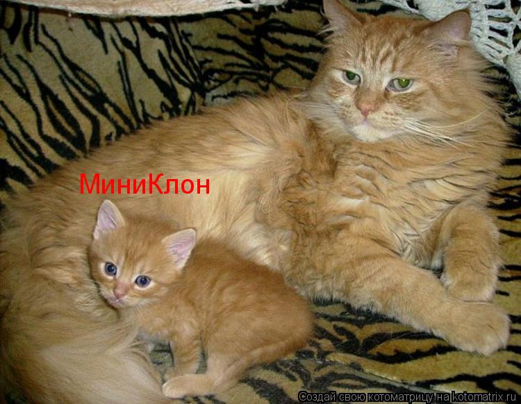 МиниКлон... Котоматрица: МиниКлон