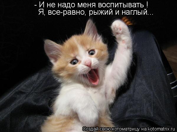 - И не надо меня воспитывать ! Я, все-равно, рыжий и наглый...... Котоматрица: - И не надо меня воспитывать ! Я, все-равно, рыжий и наглый...