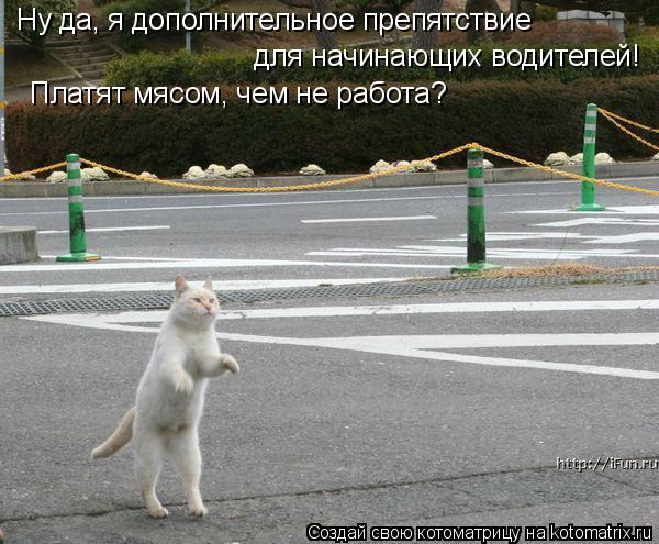 Ну да, я дополнительное препятствие для начинающих водителей! Платят мясом, чем не работа?... Котоматрица: Ну да, я дополнительное препятствие для начинающих водителей! Платят мясом, чем не работа?