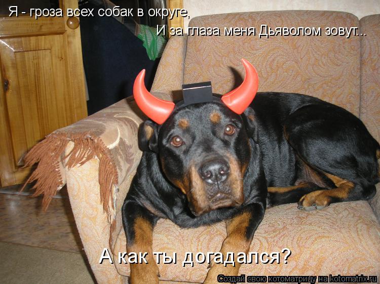 Я - гроза всех собак в округе, И за глаза меня Дьяволом зовут... А как ты догадался?... Котоматрица: Я - гроза всех собак в округе, И за глаза меня Дьяволом зовут... А как ты догадался?