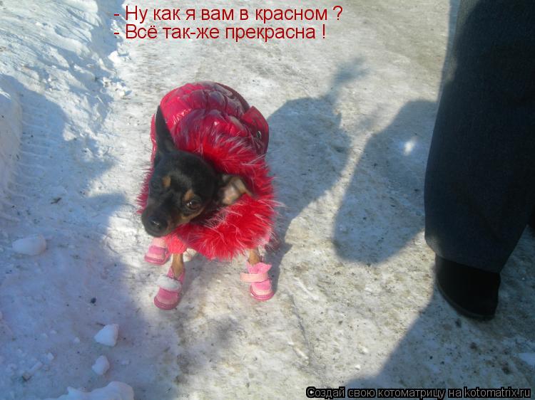 - Ну как я вам в красном ? - Всё так-же прекрасна !... Котоматрица: - Ну как я вам в красном ? - Всё так-же прекрасна !