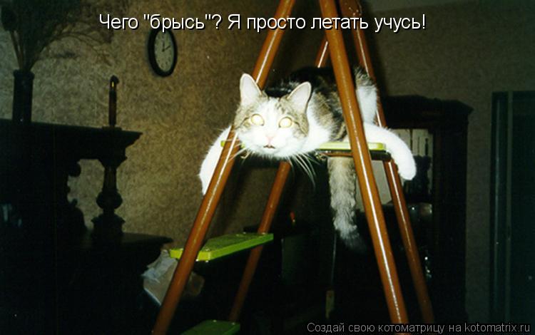 Чего "брысь"? Я просто летать учусь!... Котоматрица: Чего "брысь"? Я просто летать учусь!
