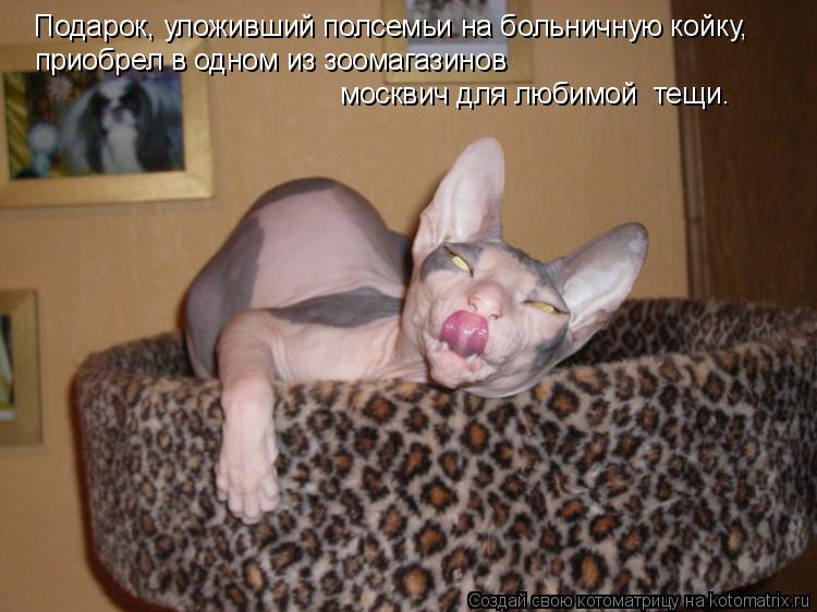 Подарок, уложивший полсемьи на больничную койку, приобрел в одном из зоомагазинов москвич для любим... Котоматрица: Подарок, уложивший полсемьи на больничную койку, приобрел в одном из зоомагазинов москвич для любимой тещи.