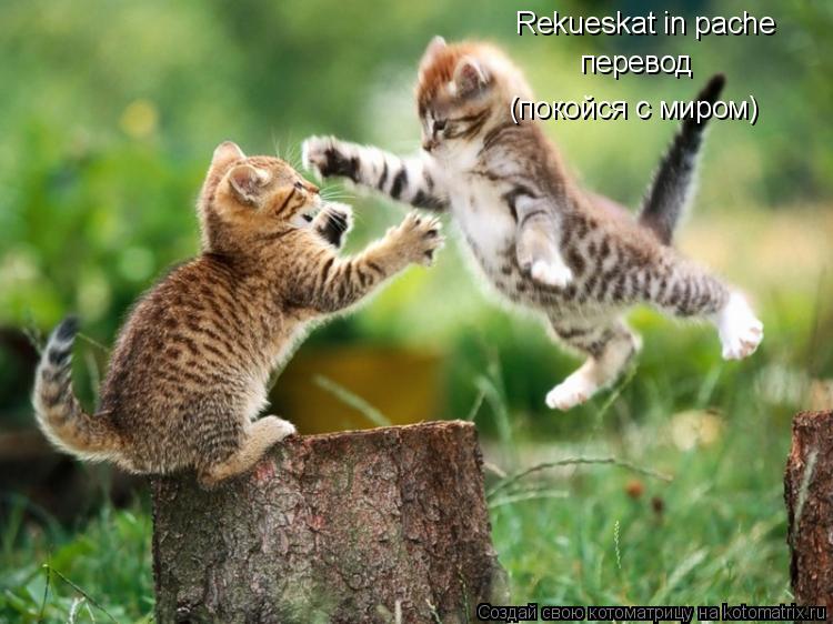 Rekueskat in pache перевод (покойся с миром)... Котоматрица: Rekueskat in pache перевод (покойся с миром)