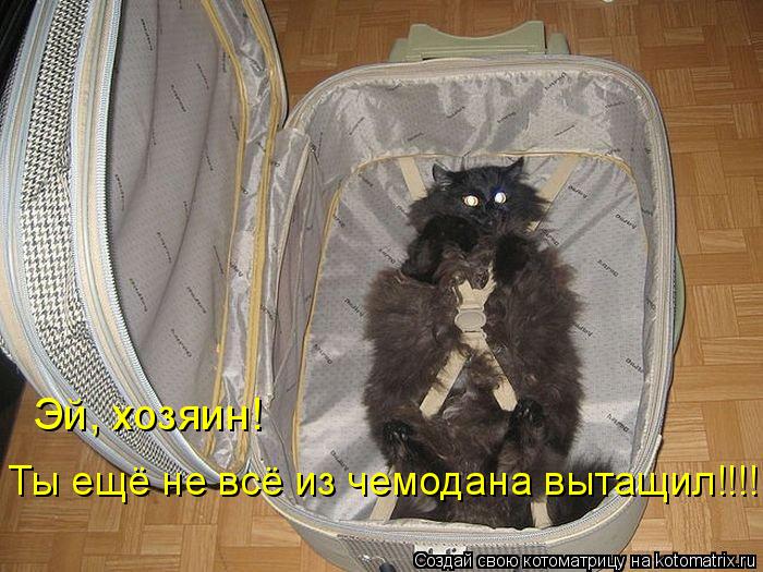 Эй, хозяин! Ты ещё не всё из чемодана вытащил!!!!... Котоматрица: Эй, хозяин! Ты ещё не всё из чемодана вытащил!!!!