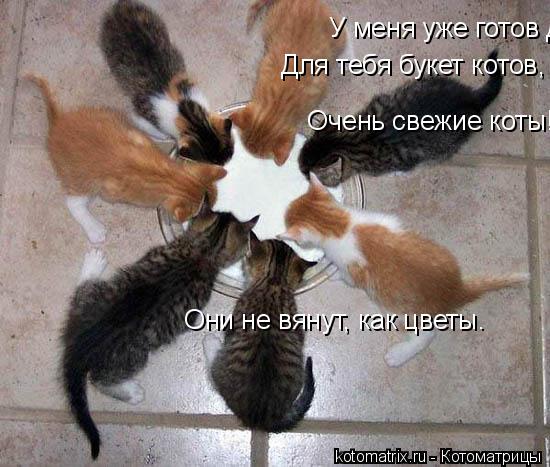 У меня уже готов Для тебя букет котов, Очень свежие коты! Они не вянут, как цветы. Для тебя букет ... Котоматрица: У меня уже готов Для тебя букет котов, Очень свежие коты! Они не вянут, как цветы. Для тебя букет котов, Очень свежие коты! Они не вянут, как