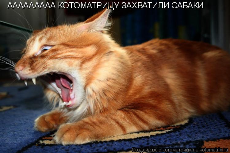 ААААААААА КОТОМАТРИЦУ ЗАХВАТИЛИ САБАКИ... Котоматрица: ААААААААА КОТОМАТРИЦУ ЗАХВАТИЛИ САБАКИ
