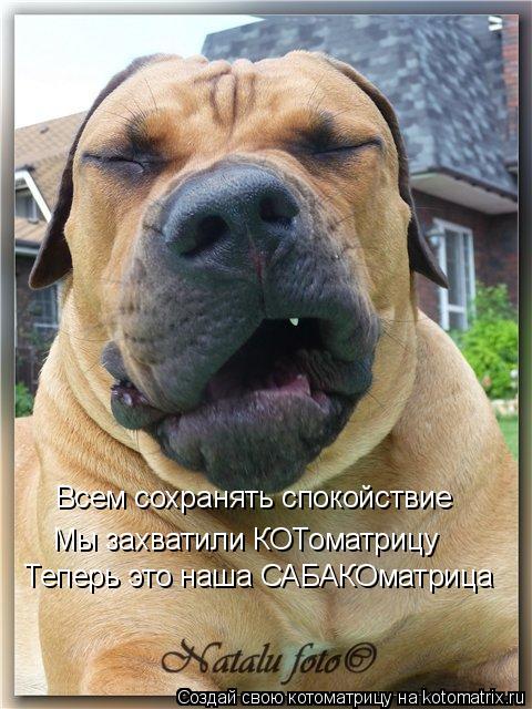 Всем сохранять спокойствие Мы захватили КОТоматрицу Теперь это наша САБАКОматрица... Котоматрица: Всем сохранять спокойствие Мы захватили КОТоматрицу Теперь это наша САБАКОматрица
