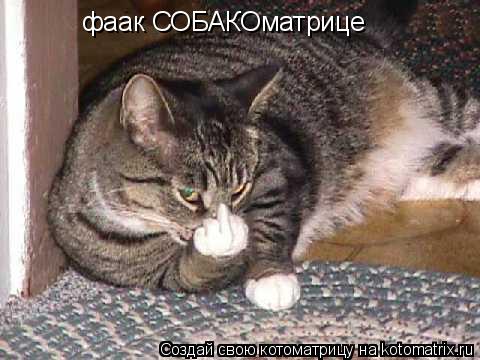 фаак СОБАКОматрице... Котоматрица: фаак СОБАКОматрице