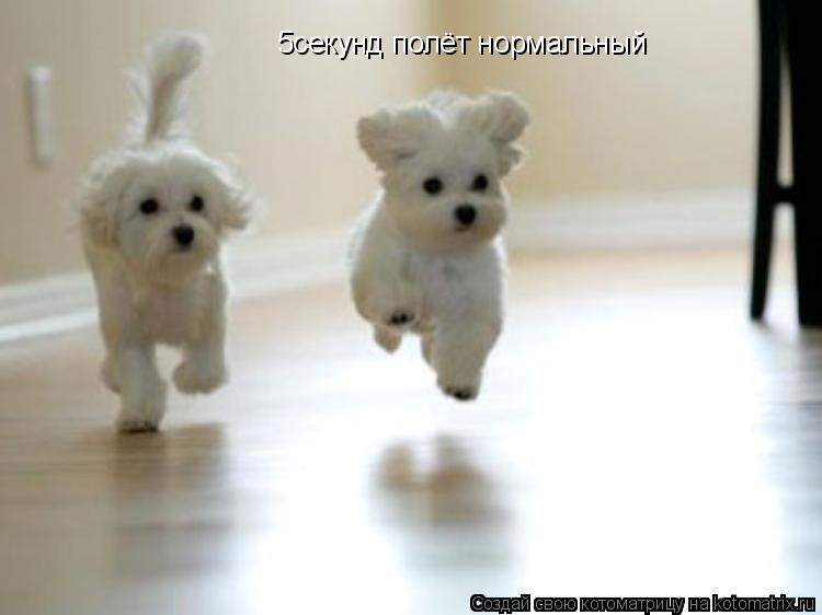 5секунд полёт нормальный... Котоматрица: 5секунд полёт нормальный
