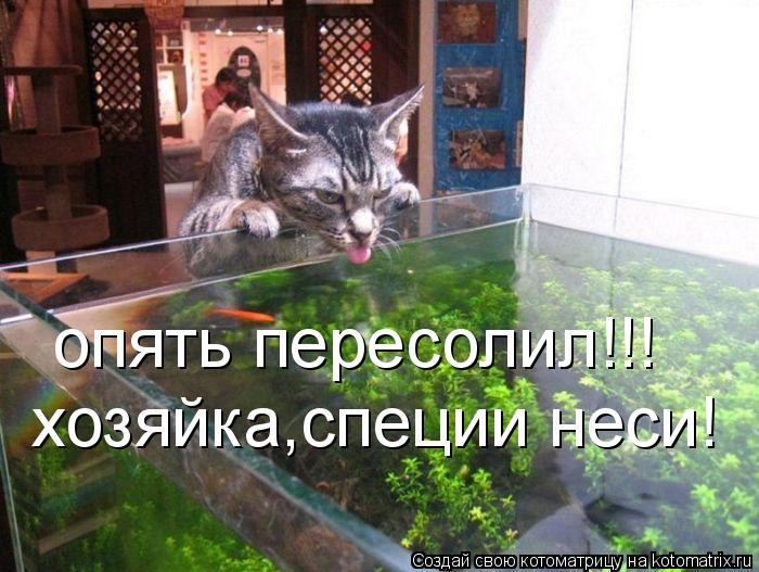 опять пересолил!!! хозяйка,специи неси!... Котоматрица: опять пересолил!!! хозяйка,специи неси!