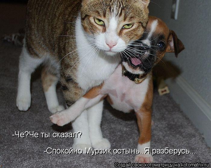 -Че?Че ты сказал? -Спокойно Мурзик,остынь..Я разберусь...... Котоматрица: -Че?Че ты сказал? -Спокойно Мурзик,остынь..Я разберусь...