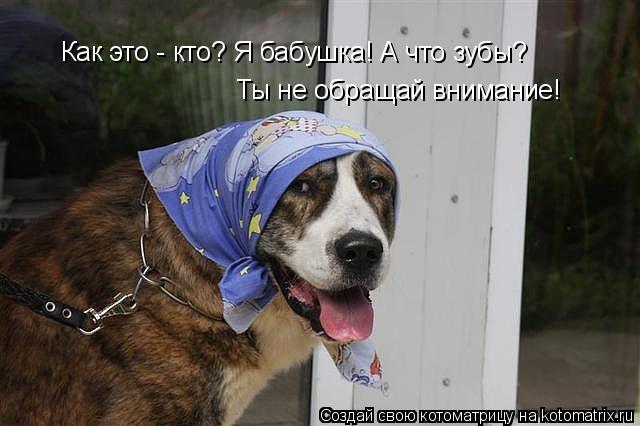 Как это - кто? Я бабушка! А что зубы? Ты не обращай внимание!... Котоматрица: Как это - кто? Я бабушка! А что зубы? Ты не обращай внимание!