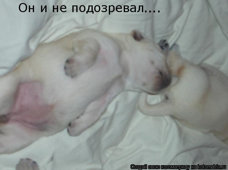 Он и не подозревал ....... Котоматрица: Он и не подозревал ....