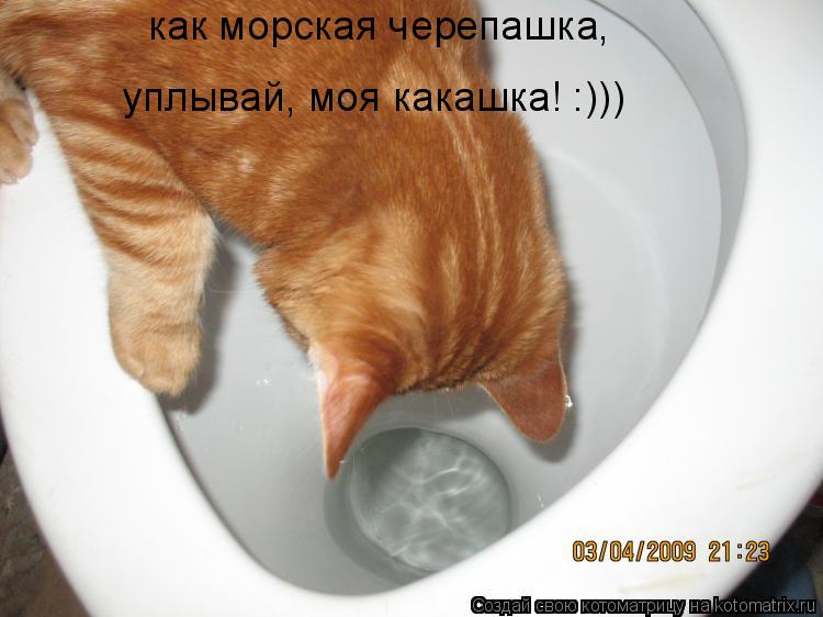как морская черепашка, уплывай, моя какашка! :)))... Котоматрица: как морская черепашка, уплывай, моя какашка! :)))