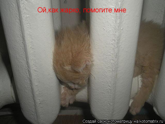 Ой,как жарко, помогите мне... Котоматрица: Ой,как жарко, помогите мне