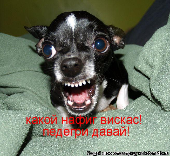 какой нафиг вискас! педегри давай!... Котоматрица: какой нафиг вискас! педегри давай!