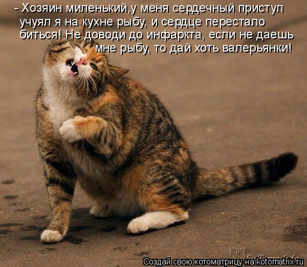- Хозяин миленький,у меня сердечный приступ учуял я на кухне рыбу, и сердце перестало биться! Не д... Котоматрица: - Хозяин миленький,у меня сердечный приступ учуял я на кухне рыбу, и сердце перестало биться! Не доводи до инфаркта, если не даешь мне рыбу
