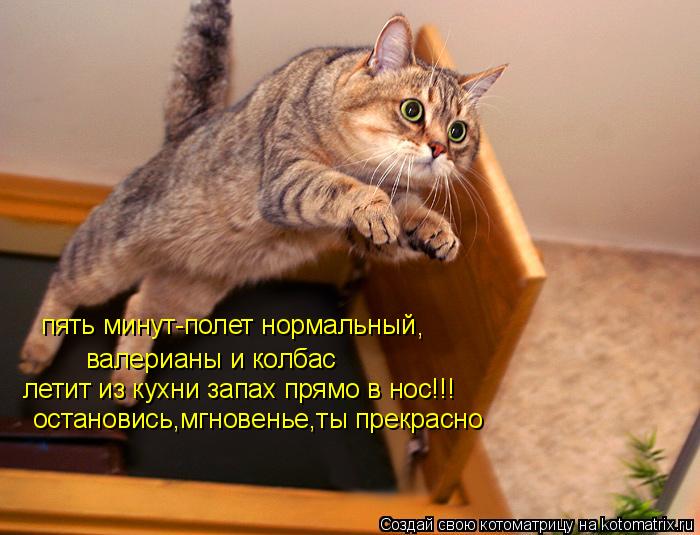 пять минут-полет нормальный , валерианы и колбас летит из кухни запах прямо в нос!!! остановись,мгн... Котоматрица: пять минут-полет нормальный , валерианы и колбас летит из кухни запах прямо в нос!!! остановись,мгновенье,ты прекрасно