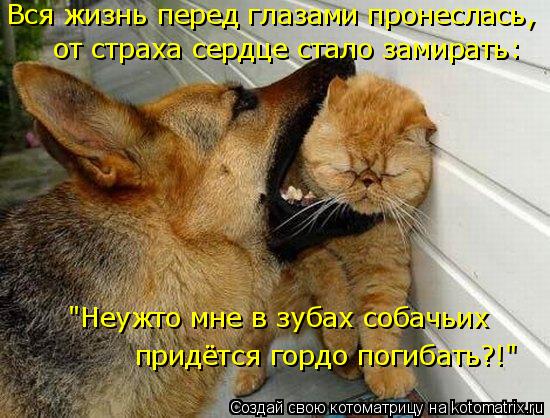 "Неужто мне в зубах собачьих придётся гордо погибать?!" Вся жизнь перед глазами пронеслась, от страх... Котоматрица: "Неужто мне в зубах собачьих придётся гордо погибать?!" Вся жизнь перед глазами пронеслась, от страха сердце стало замирать: