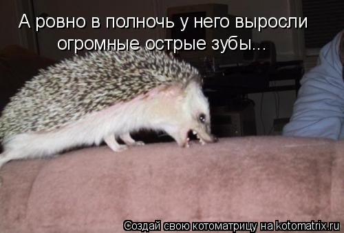 А ровно в полночь у него выросли огромные острые зубы...... Котоматрица: А ровно в полночь у него выросли огромные острые зубы...