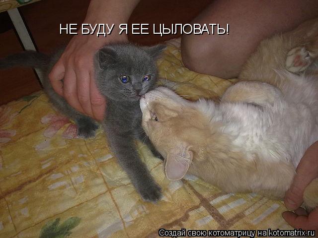 НЕ БУДУ Я ЕЕ ЦЫЛОВАТЬ!... Котоматрица: НЕ БУДУ Я ЕЕ ЦЫЛОВАТЬ!