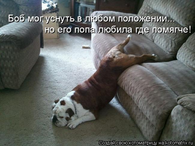 Боб мог уснуть в любом положении... но его попа любила где помягче!... Котоматрица: Боб мог уснуть в любом положении... но его попа любила где помягче!