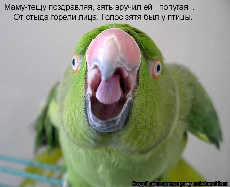 Маму-тещу поздравляя, зять вручил ей попугая … От стыда горели лица. Голос зятя был у птицы.... Котоматрица: Маму-тещу поздравляя, зять вручил ей попугая … От стыда горели лица. Голос зятя был у птицы.
