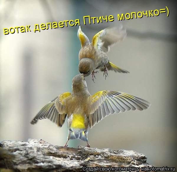 вотак делается Птиче молочко=)... Котоматрица: вотак делается Птиче молочко=)