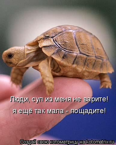 Люди, суп из меня не варите! я ещё так мала - пощадите! я ещё так мала - пощадите!... Котоматрица: Люди, суп из меня не варите! я ещё так мала - пощадите! я ещё так мала - пощадите!