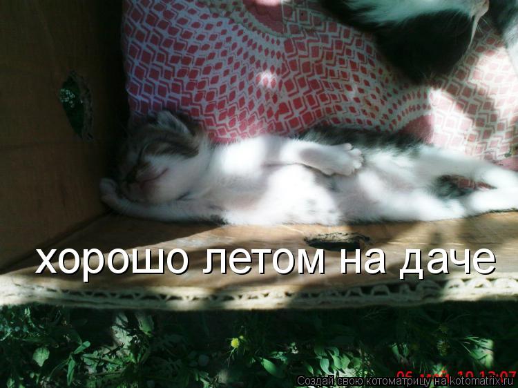 хорошо летом на даче... Котоматрица: хорошо летом на даче